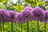 20 STAR OF PERSIA ALLIUM Christophii Silvery Amethyst Purple Flower Seeds