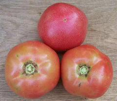 Ozark Pink VF Tomato