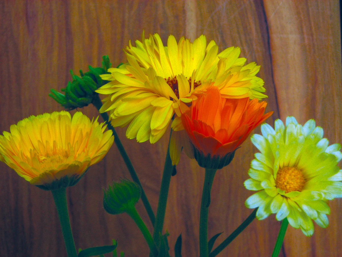 Calendula, Pacific Beauty