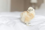 Silkie Chicks – Buy 6 + 3 Bonus Free (9 Unsexed, Mixed Colors, Shipping Included)