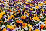 250 Mixed Colors SWISS GIANT PANSY Viola Wittrockiana Flower Seeds