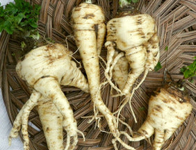 Turga Parsnip