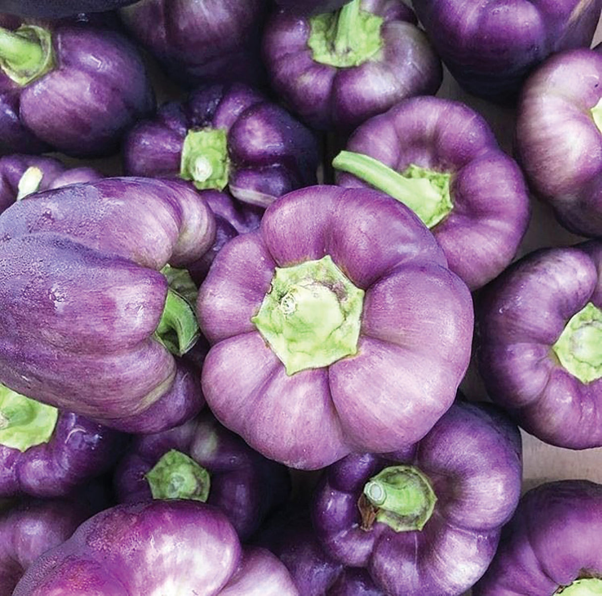 Lilac Bell Pepper