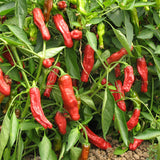 Shishito Pepper Seeds (Organic)