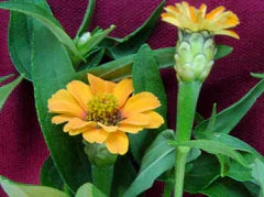 Peruviana Yellow Zinnia