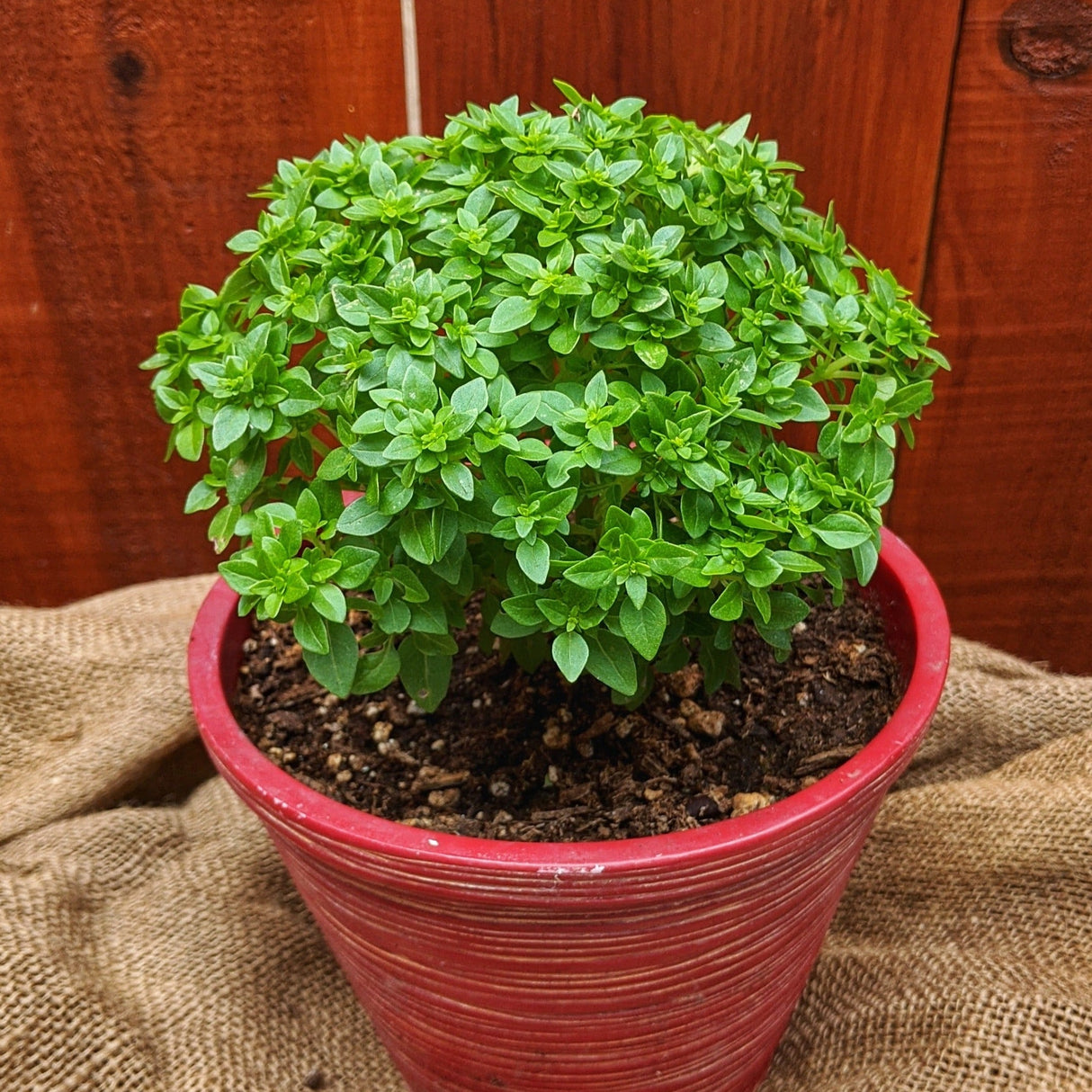 Piccolino Basil