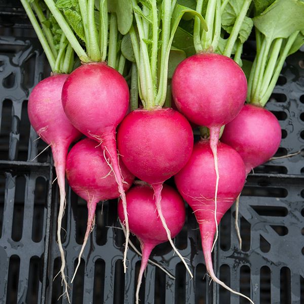 Pink Beauty Radish