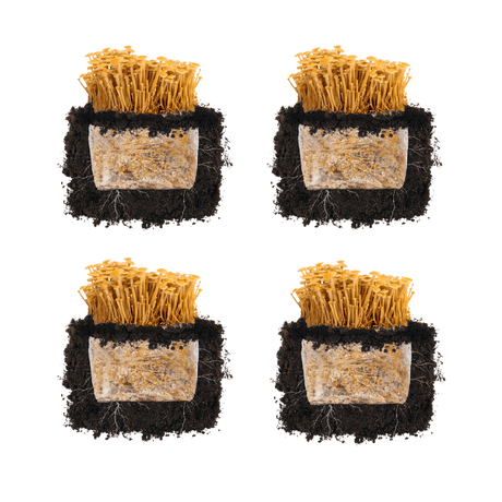 Golden Enoki 'Plant & Grow' Mushroom Starter Block