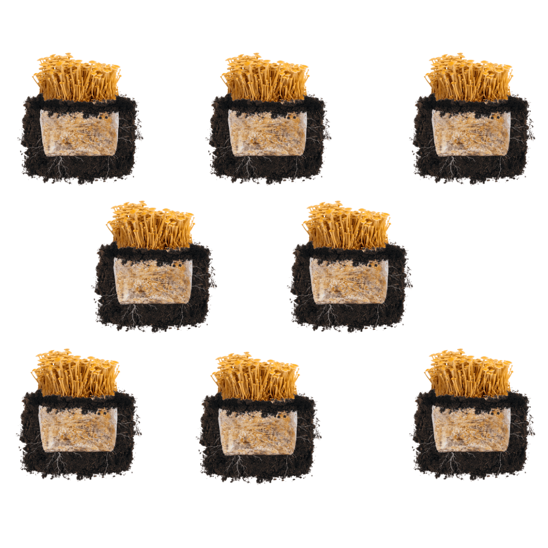 Golden Enoki 'Plant & Grow' Mushroom Starter Block