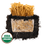Golden Enoki 'Plant & Grow' Mushroom Starter Block