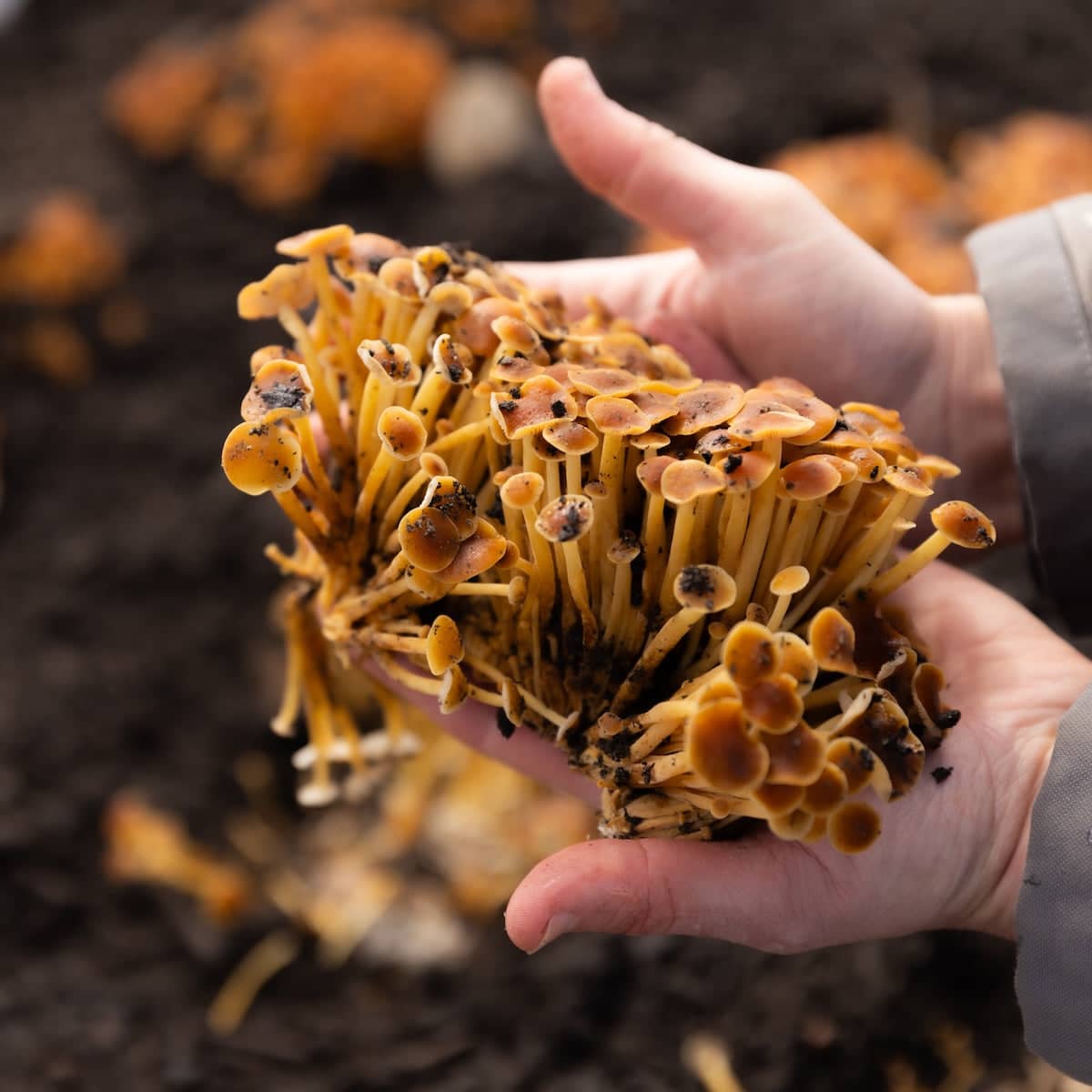 Golden Enoki 'Plant & Grow' Mushroom Starter Block