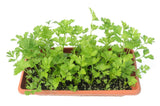 2000 CUTTING LEAF CELERY Apium Graveolens Soup Vegetable Herb Seeds