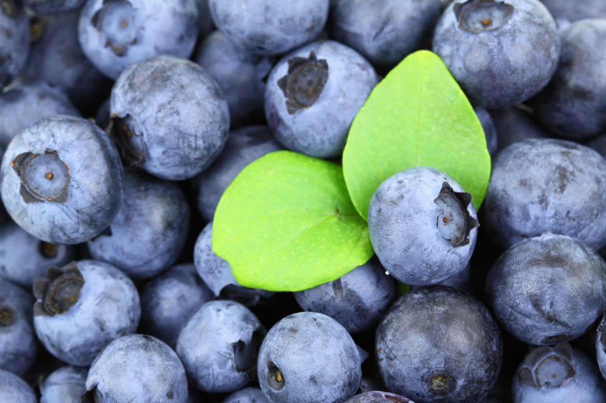 50 SOUTHERN HIGHBUSH BLUEBERRY Pre-Stratified Vaccinium Corymbosum Blue Berry Fruit Bush Shrub Seeds