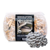 Organic Blue Oyster Mushroom Plug Spawn