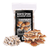 Organic Chestnut Mushroom Plug Spawn