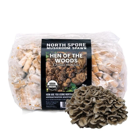 Organic Hen of the Woods (Maitake) Plug Spawn