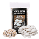 Organic Snow Oyster Mushroom Plug Spawn