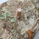 Organic Snow Oyster Mushroom Plug Spawn