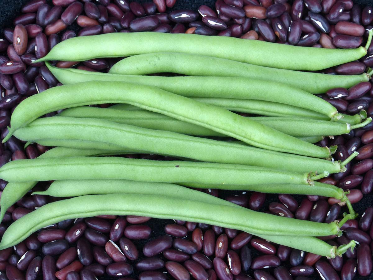 Provider Bush Snap Bean