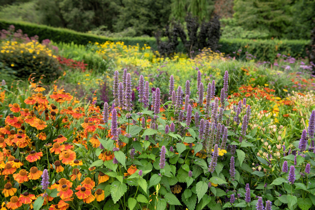 500 PURPLE ANISE HYSSOP (Licorice Mint / Blue Giant) Agastache Foeniculum Herb Flower Seeds