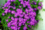 25 STARDUST ICE PLANT Mesembryanthemum Delosperma Floribunda Perennial Purple & White Flower Seeds