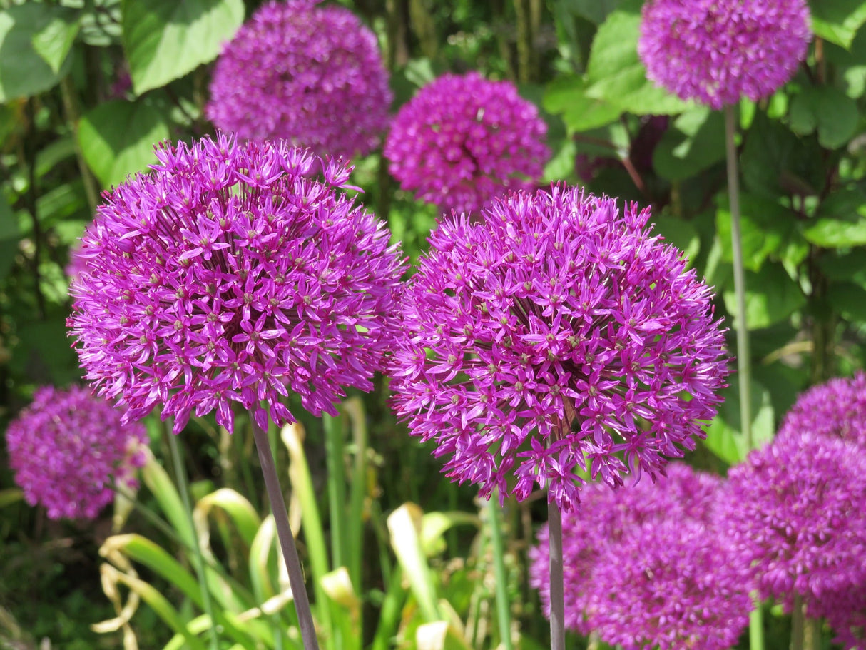 20 STAR OF PERSIA ALLIUM Christophii Silvery Amethyst Purple Flower Seeds
