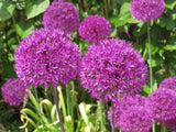20 STAR OF PERSIA ALLIUM Christophii Silvery Amethyst Purple Flower Seeds