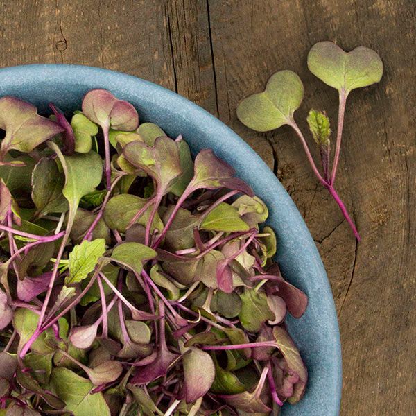 Purple Sango Radish Microgreens