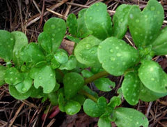 Golden Purslane