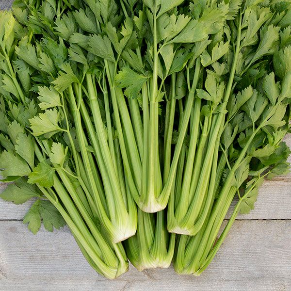 Tango Celery