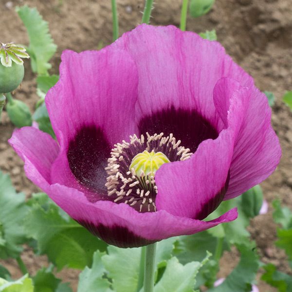 Planete Rouge du Jura Poppy