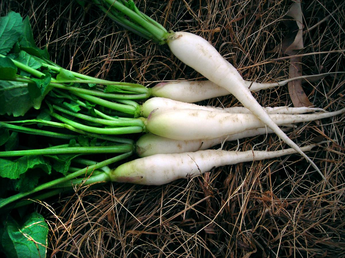White Icicle (Lady Finger) Radish