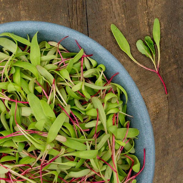 Red Beet Microgreens