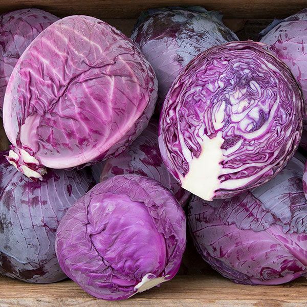 Red Express Cabbage