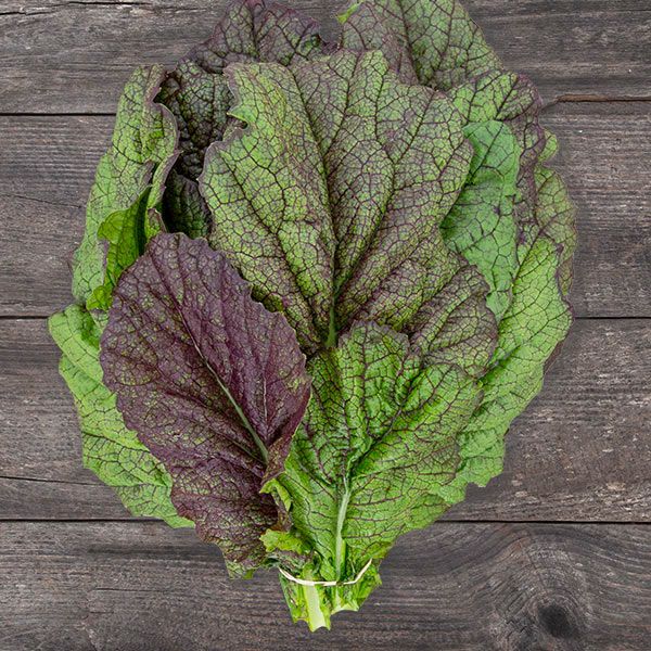 Red Giant Mustard Greens