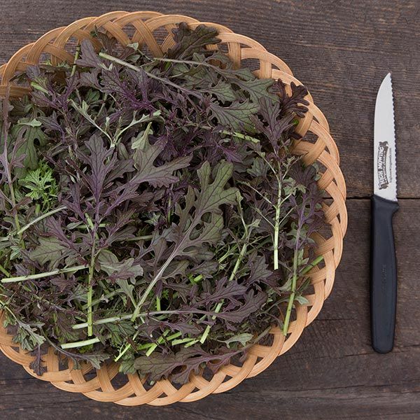 Red Lace Mustard Microgreens