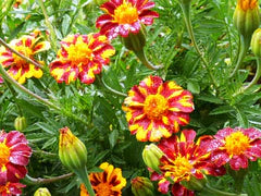 Red Metamorph Marigolds