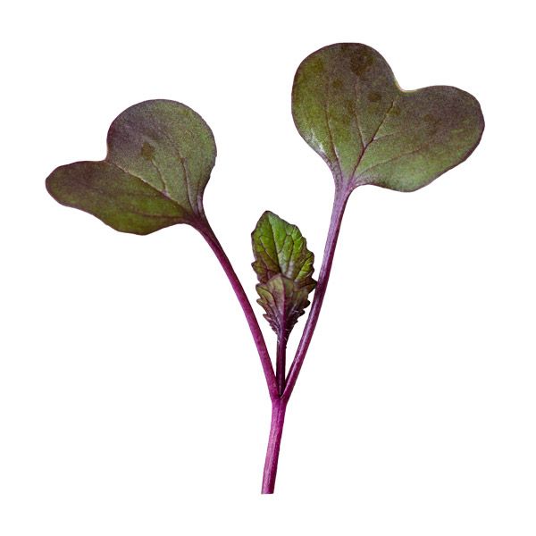 Rambo Radish Microgreens