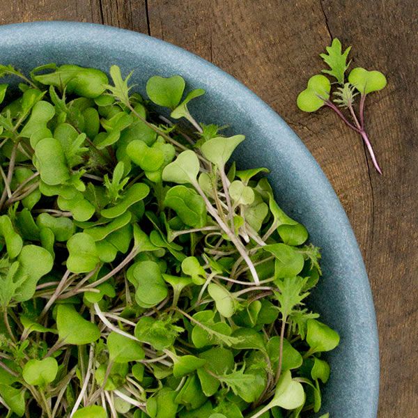 Red Russian Kale Microgreens