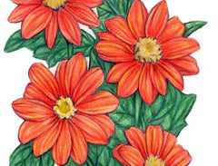 Red Torch Tithonia