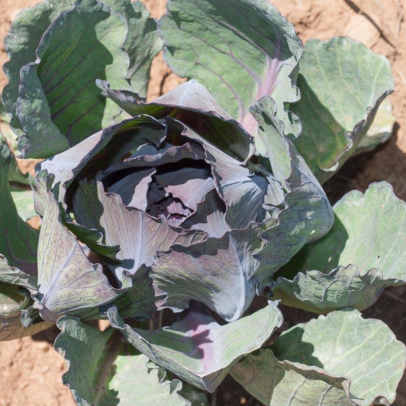 Express Red Cabbage