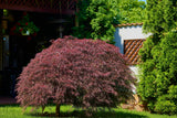 10 INABA SHIDARE MAPLE Weeping Red Laceleaf Japanese Acer Palmatum Dissectum Tree Seeds
