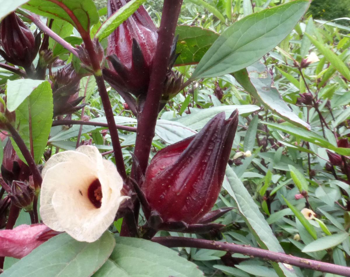 Roselle, Thai Red