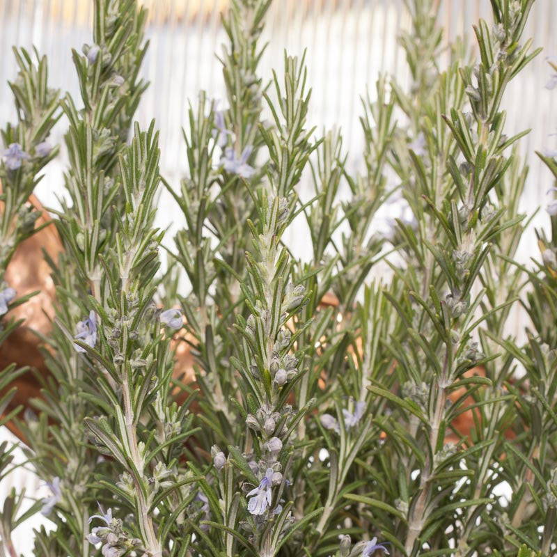 Organic Rosemary