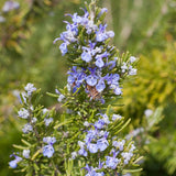 Organic Rosemary