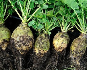 Nadmorska Rutabaga