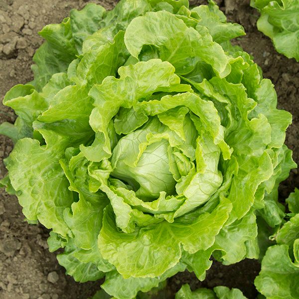 Nevada Lettuce