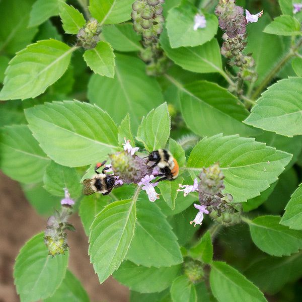 Sacred Basil