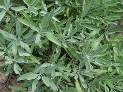 Common Sage