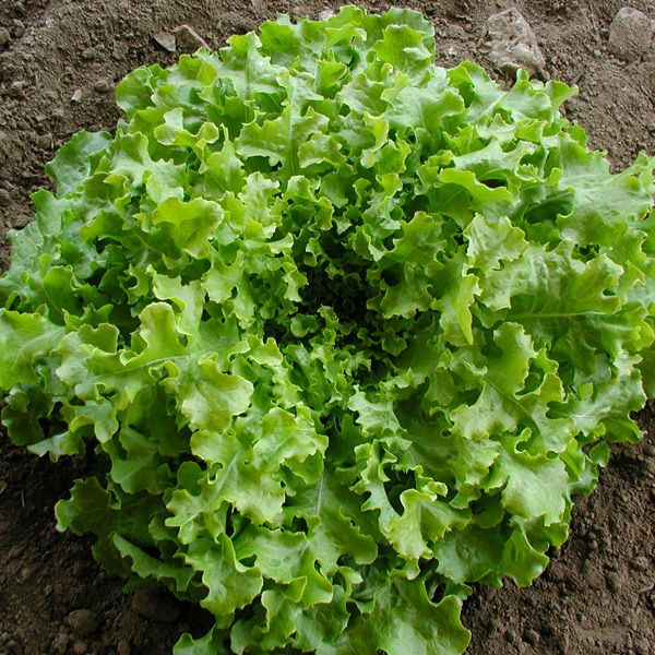 Salad Bowl Lettuce